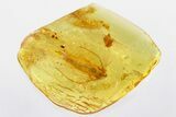 Detailed Fossil Bristletail (Machilidae) In Baltic Amber #346584-1